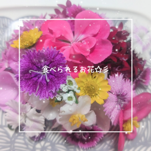 食べられるお花☆彡