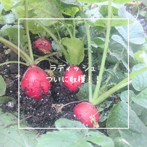 ラディッシュついに収穫！！