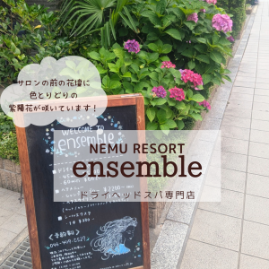 紫陽花の季節ですね☆彡