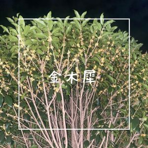 金木犀