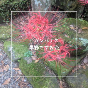 ヒガンバナの季節ですね☆