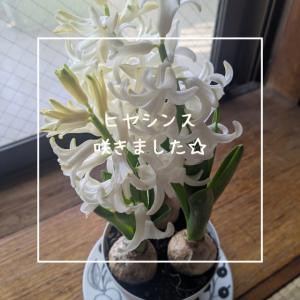 ヒヤシンス咲きました☆彡