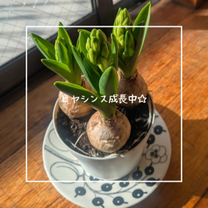 ヒヤシンス成長中☆