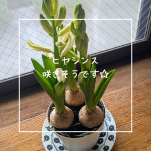 ヒヤシンス咲きそうです☆彡