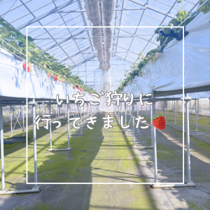 いちご狩りに行ってきました🍓