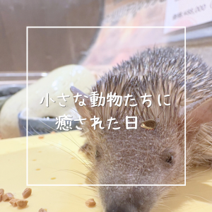 小さな動物たちに癒された日🦔