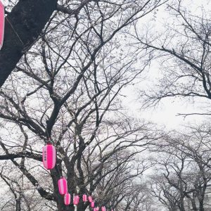 お花見がてら🌸ドライヘッドスパ