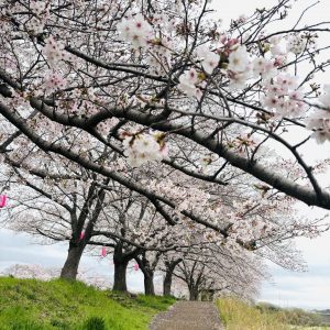 新年度🌸応援クーポン