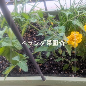 ベランダ菜園☆