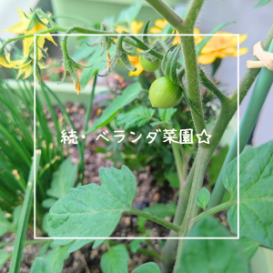 続・ベランダ菜園☆