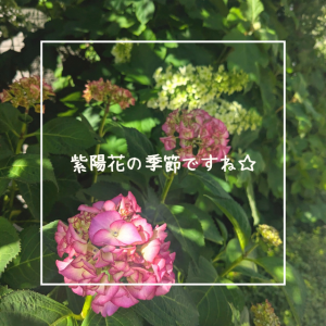 紫陽花の季節ですね☆