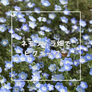 ネモフィラ畑でピクニック🧺