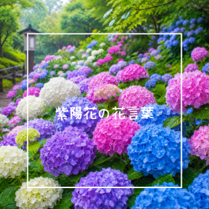 紫陽花の花言葉