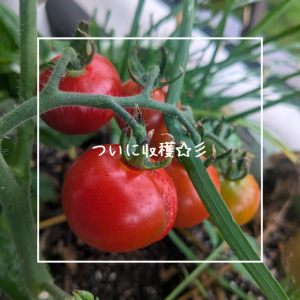 ついに収穫！！