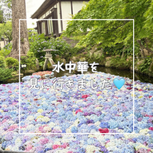 水中華を見に行きました！